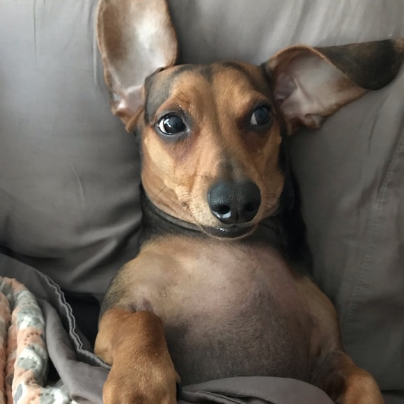 Meet your Posher - Picture 2 of 3